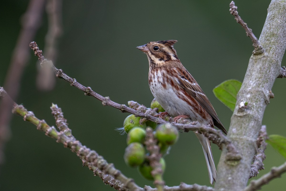 Rustic Bunting - ML646220580
