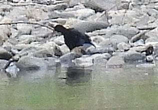 Great-tailed Grackle - ML646220589