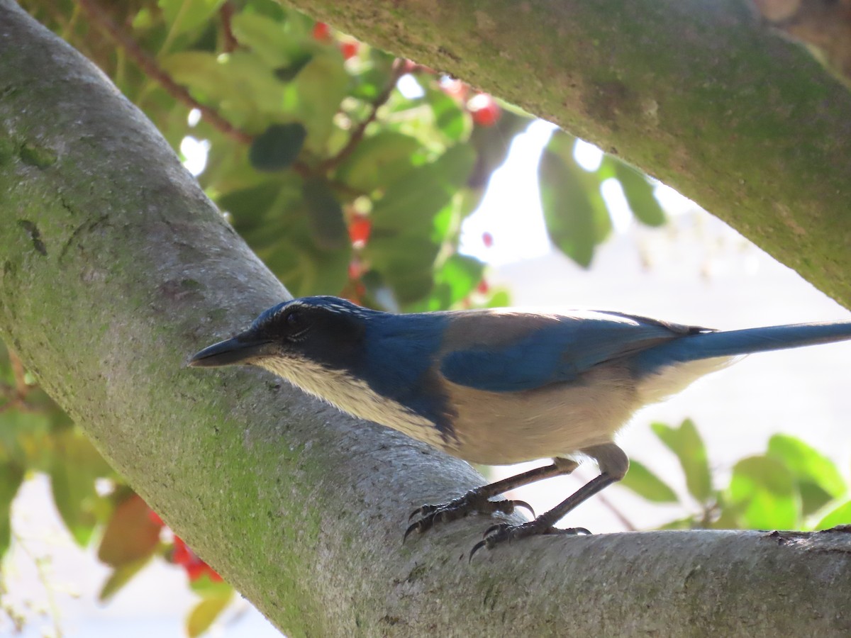 California Scrub-Jay - ML646220593