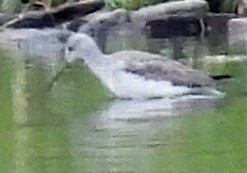 Greater Yellowlegs - ML646220602
