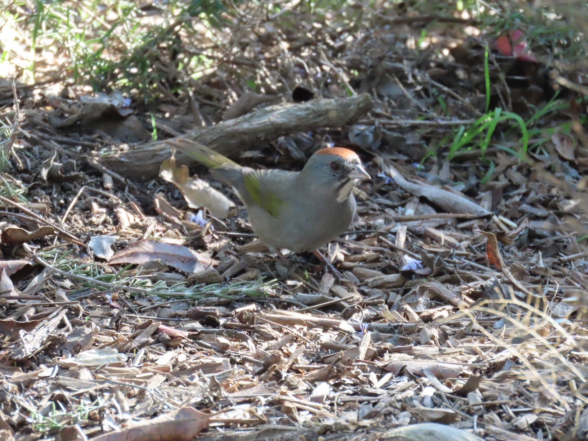 Green-tailed Towhee - ML646220603
