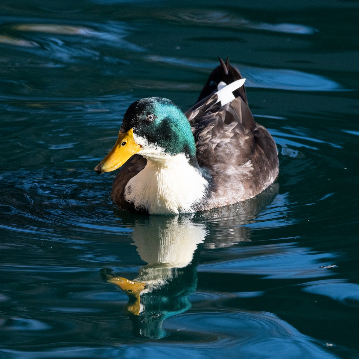 綠頭鴨(馴化) - ML646220605