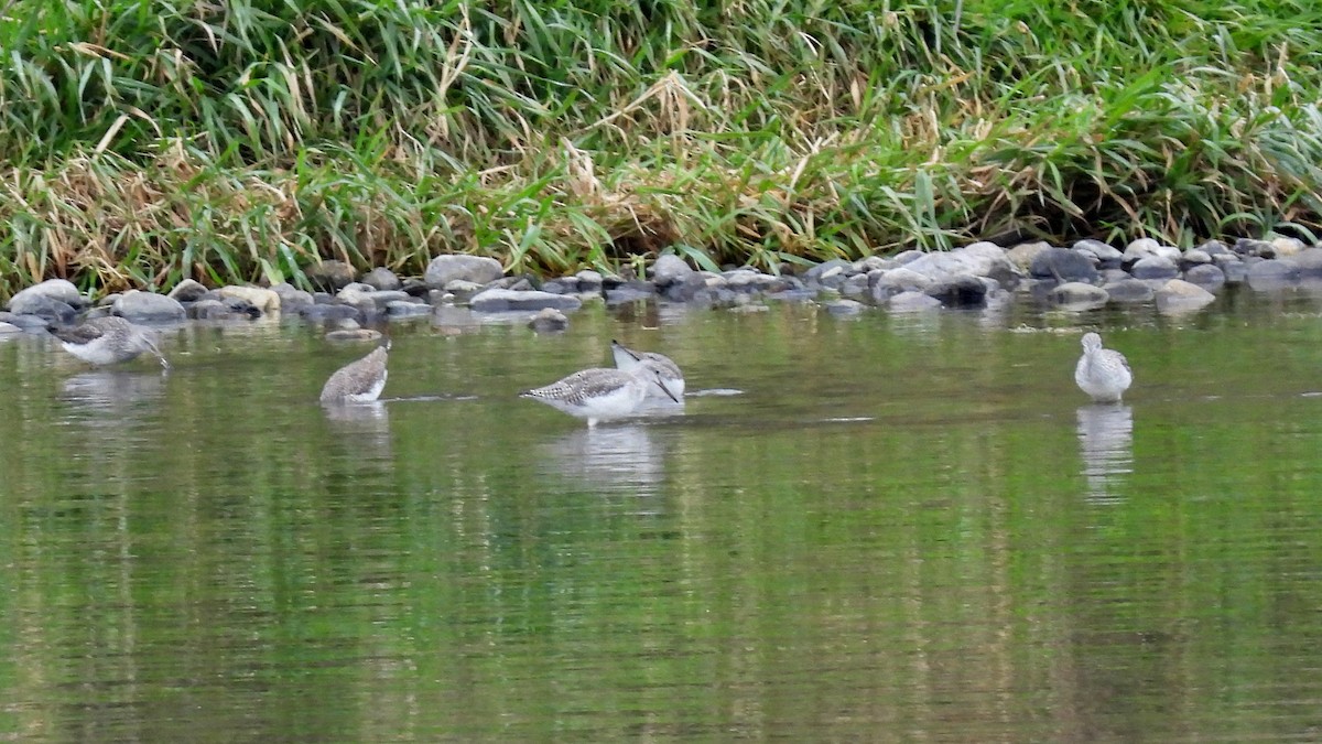 Greater Yellowlegs - ML646220607
