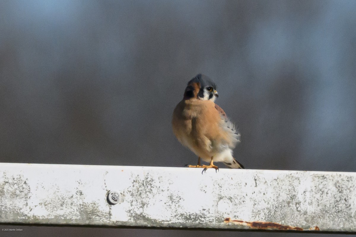 American Kestrel - ML646220609