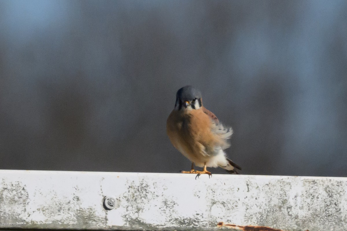 American Kestrel - ML646220610