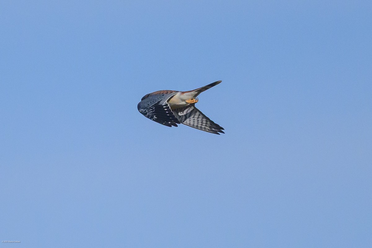 American Kestrel - ML646220611