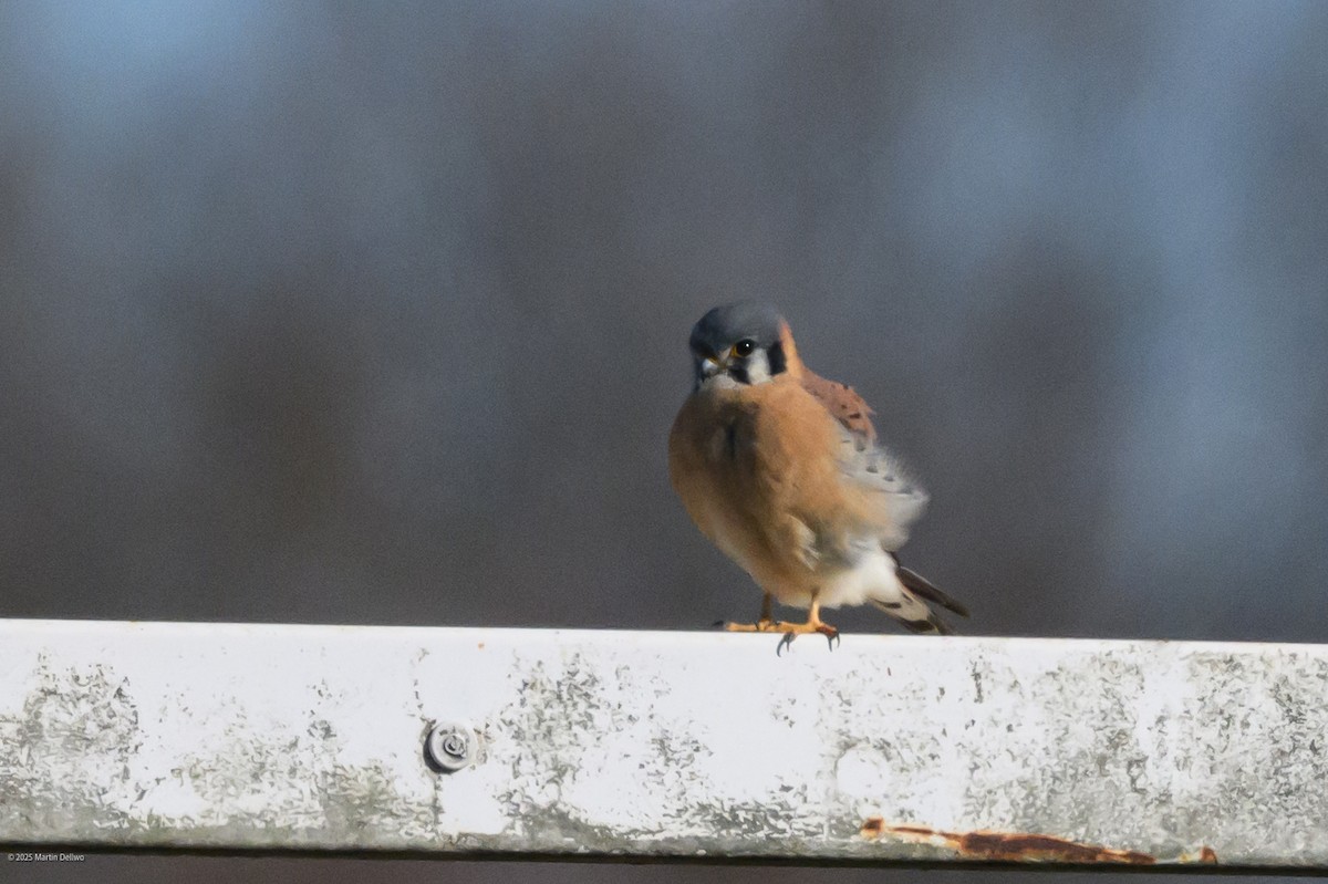 American Kestrel - ML646220612