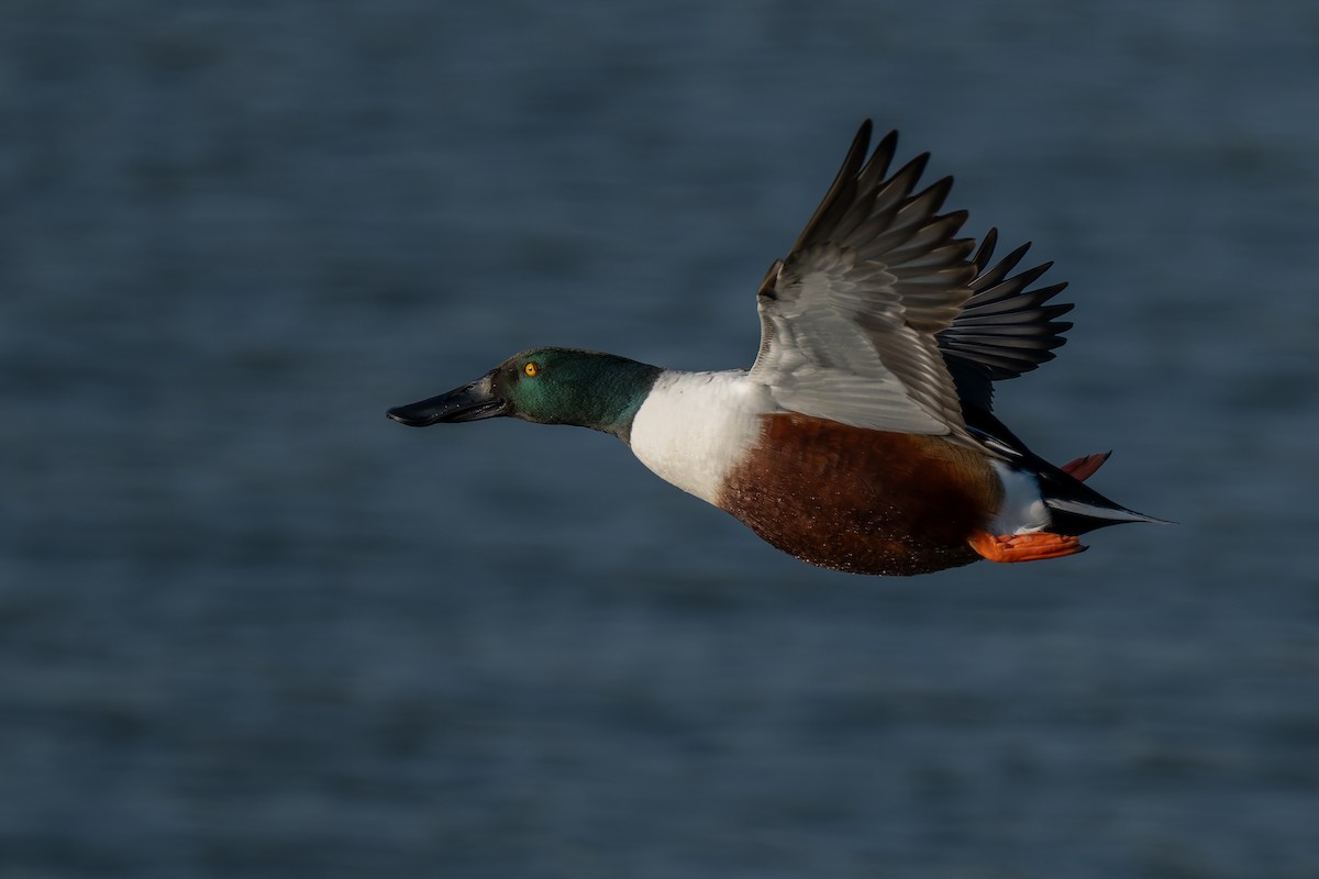 琵嘴鴨 - ML646220615