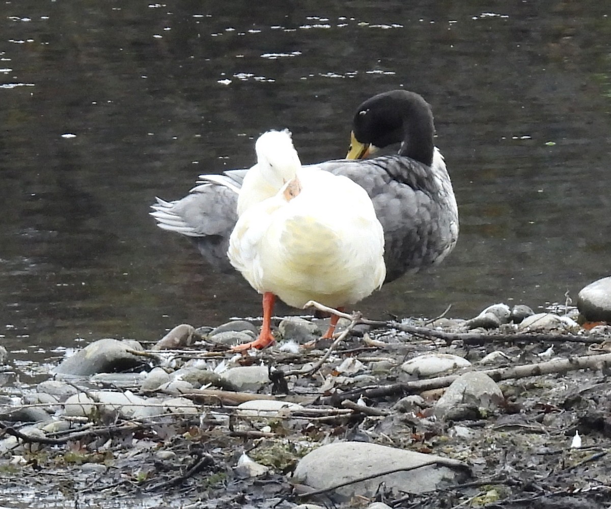 綠頭鴨(馴化) - ML646220617