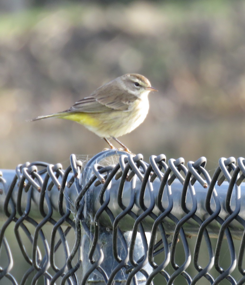 Palm Warbler (Western) - ML646220618