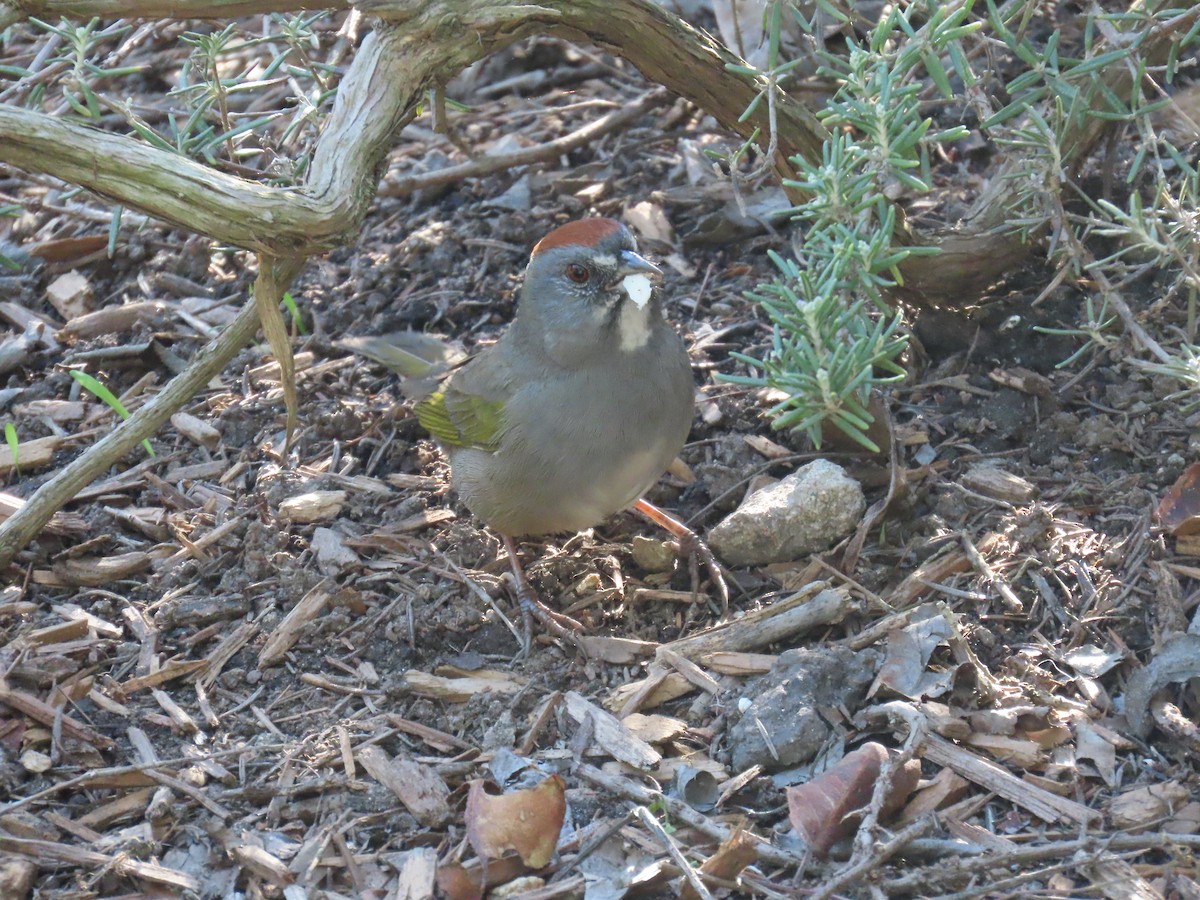 Green-tailed Towhee - ML646220620