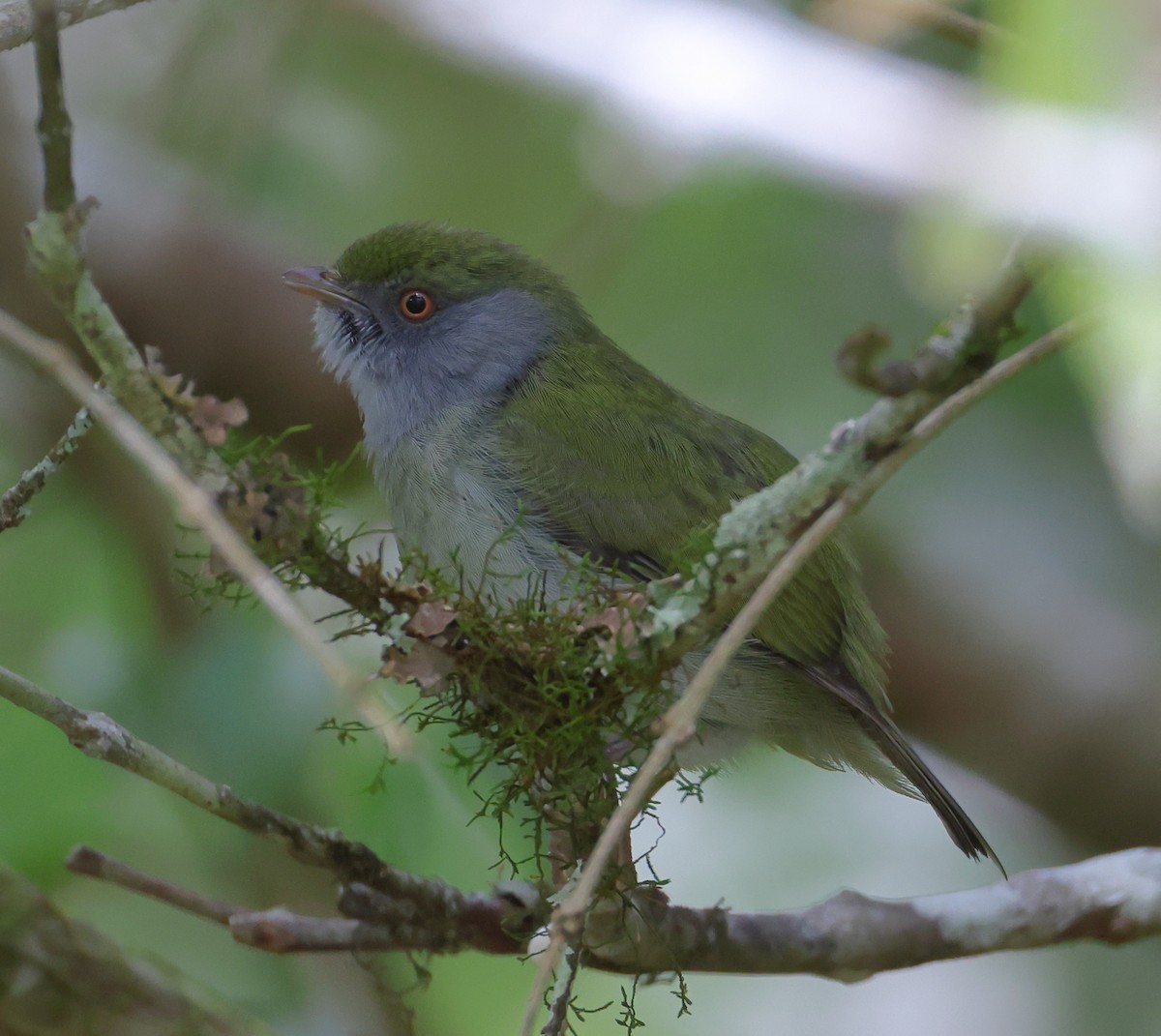 Pin-tailed Manakin - ML646220621