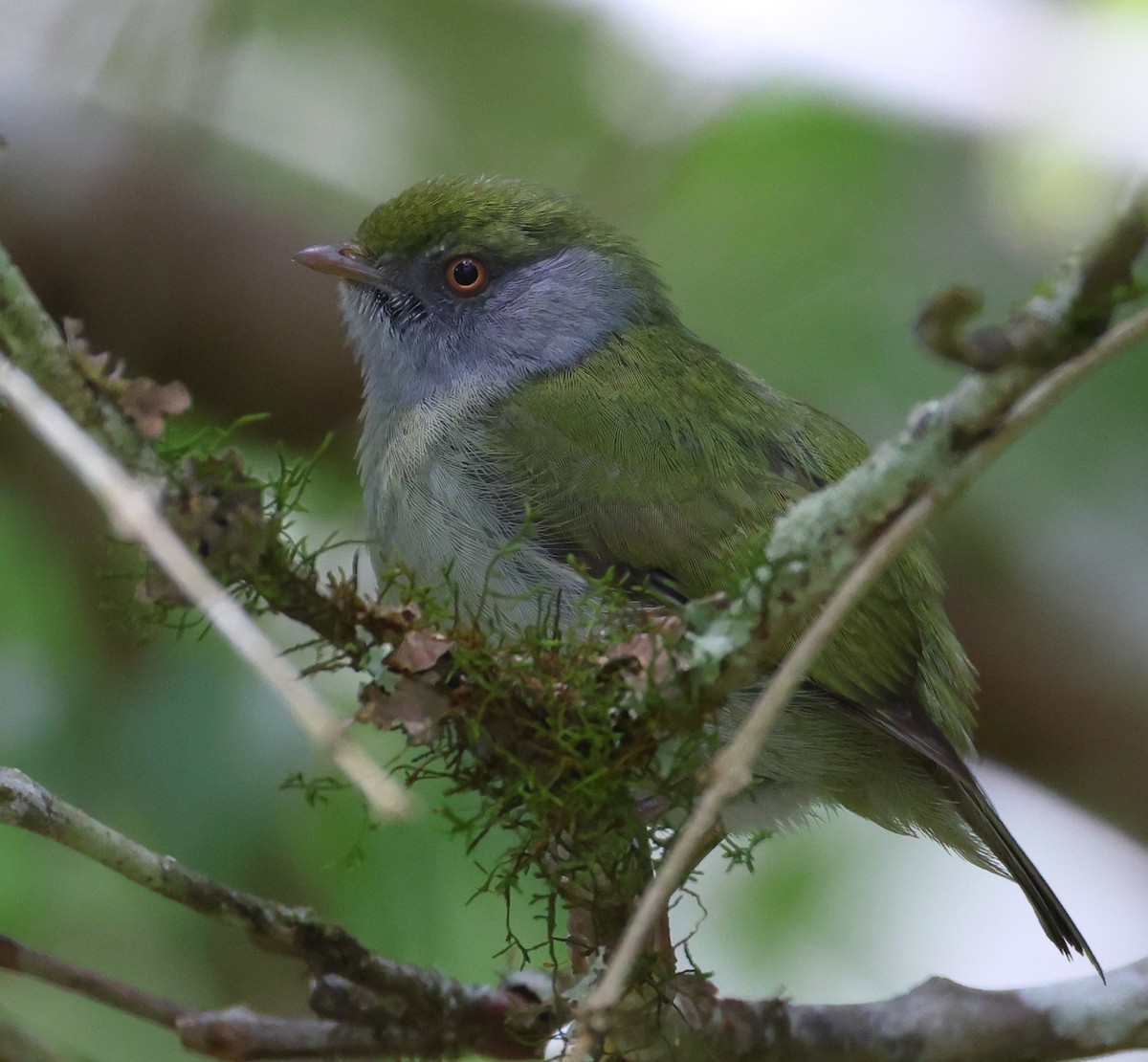 Pin-tailed Manakin - ML646220622