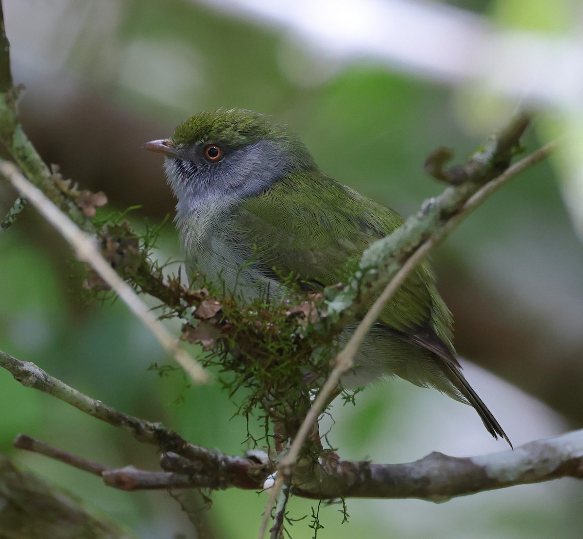Pin-tailed Manakin - ML646220623