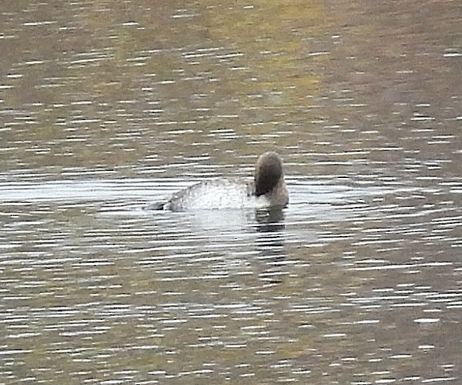 Pied-billed Grebe - ML646220626