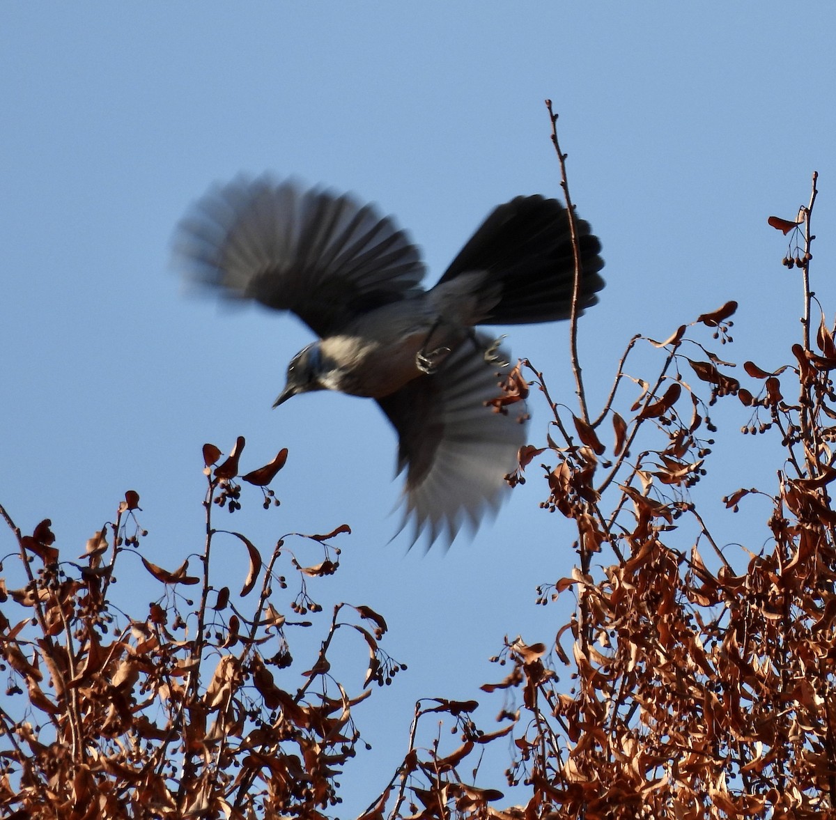 California Scrub-Jay - ML646220627