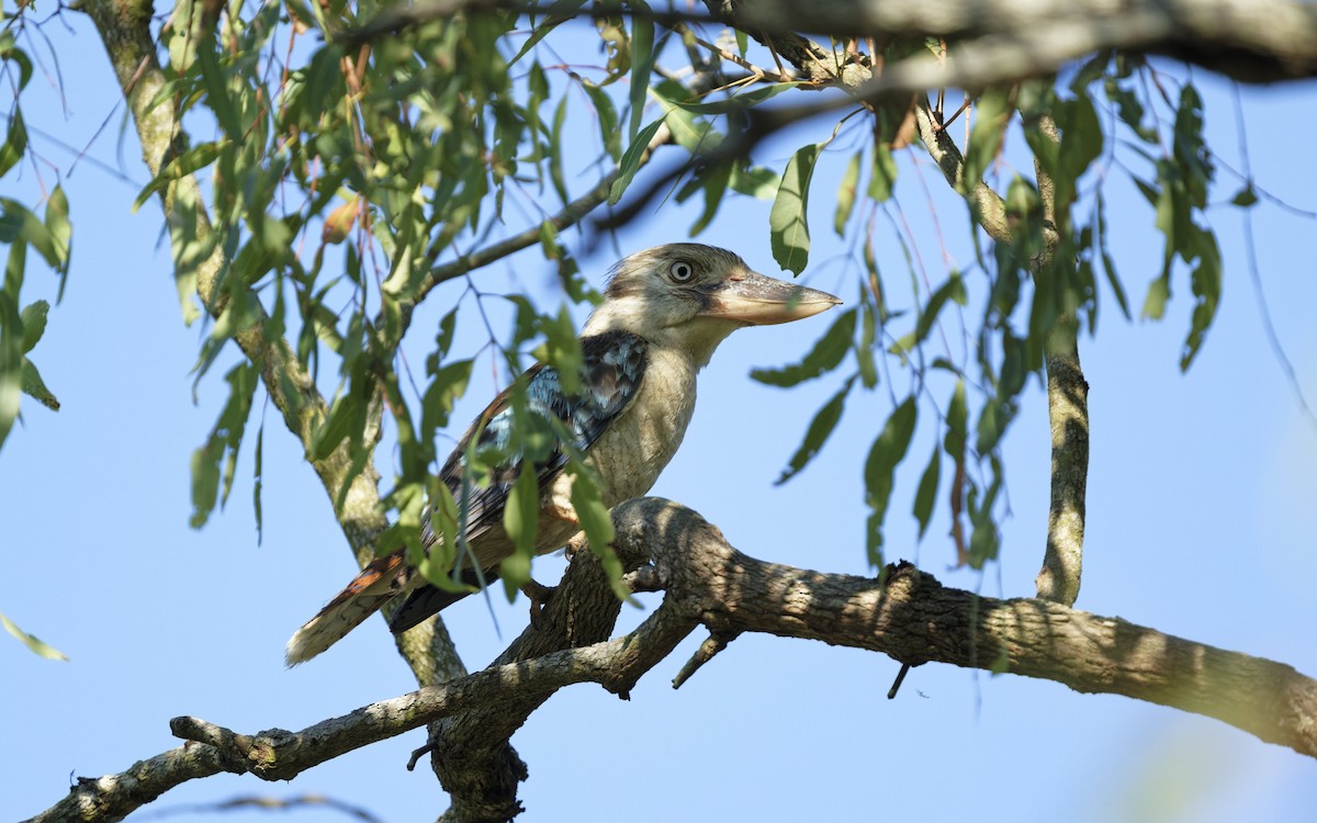 Blue-winged Kookaburra - ML646220628