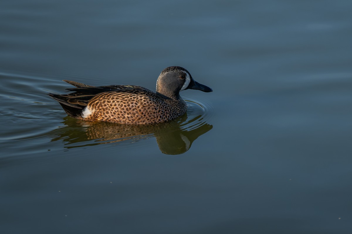 Blue-winged Teal - ML646220629