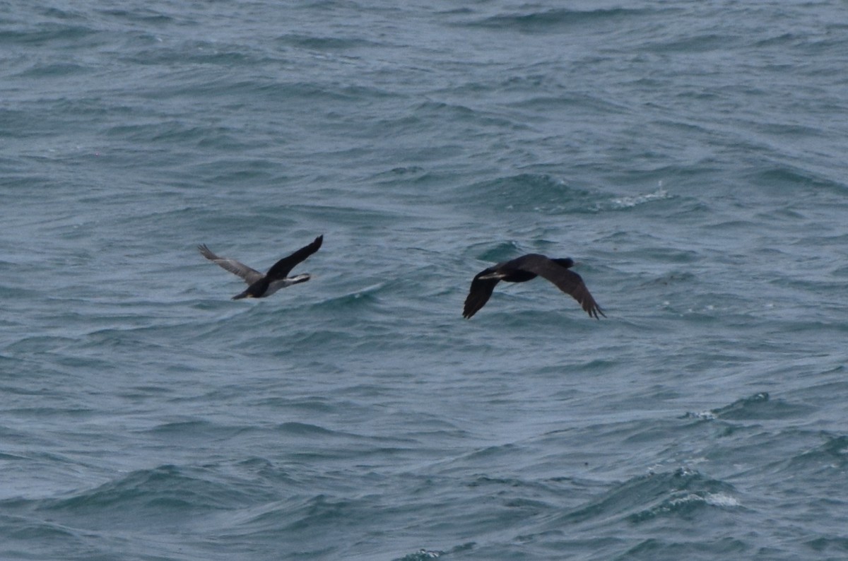 鸕鷀 - ML646220630