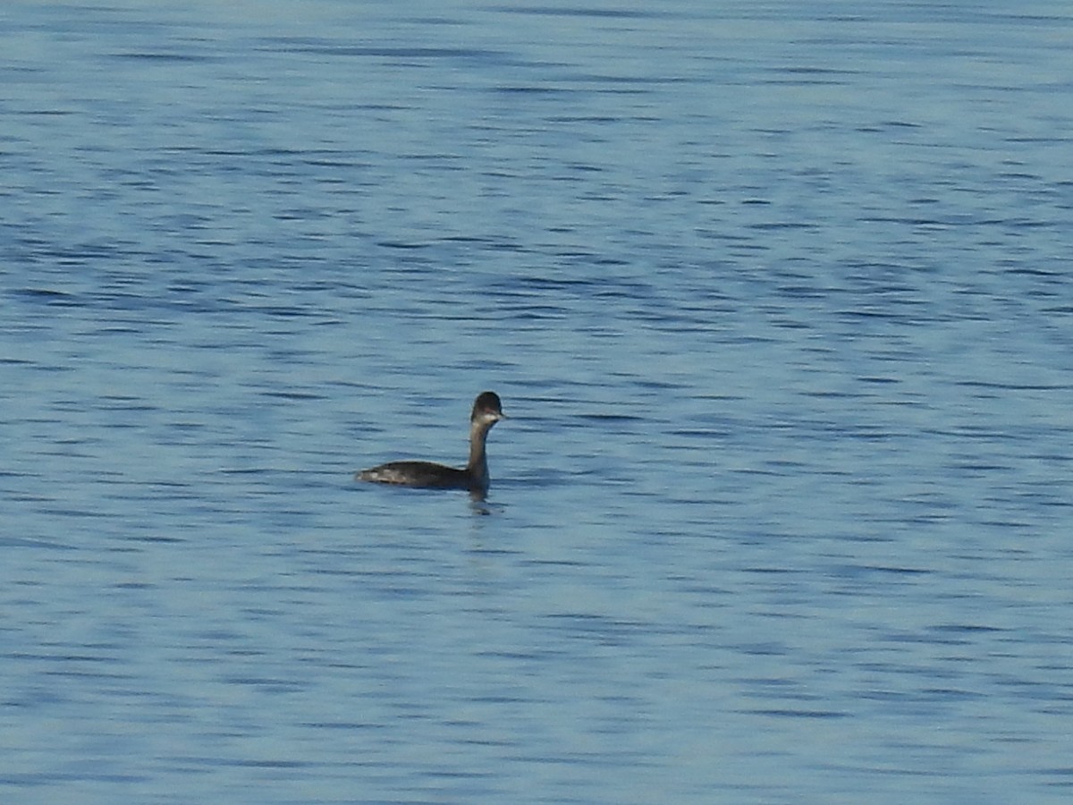 黑頸鸊鷉 - ML646220631