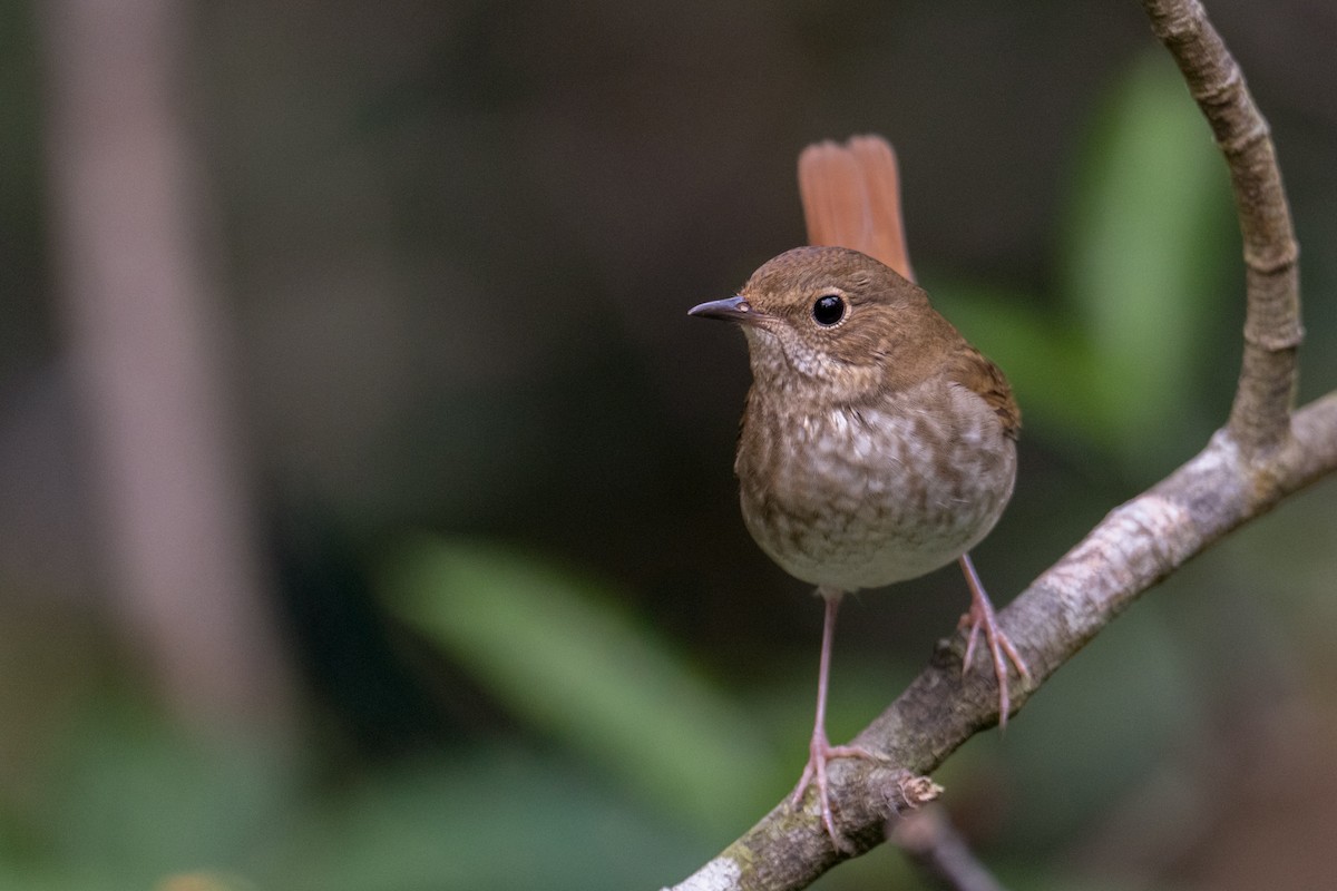 紅尾歌鴝 - ML646220635