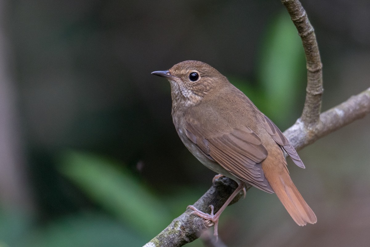 紅尾歌鴝 - ML646220636