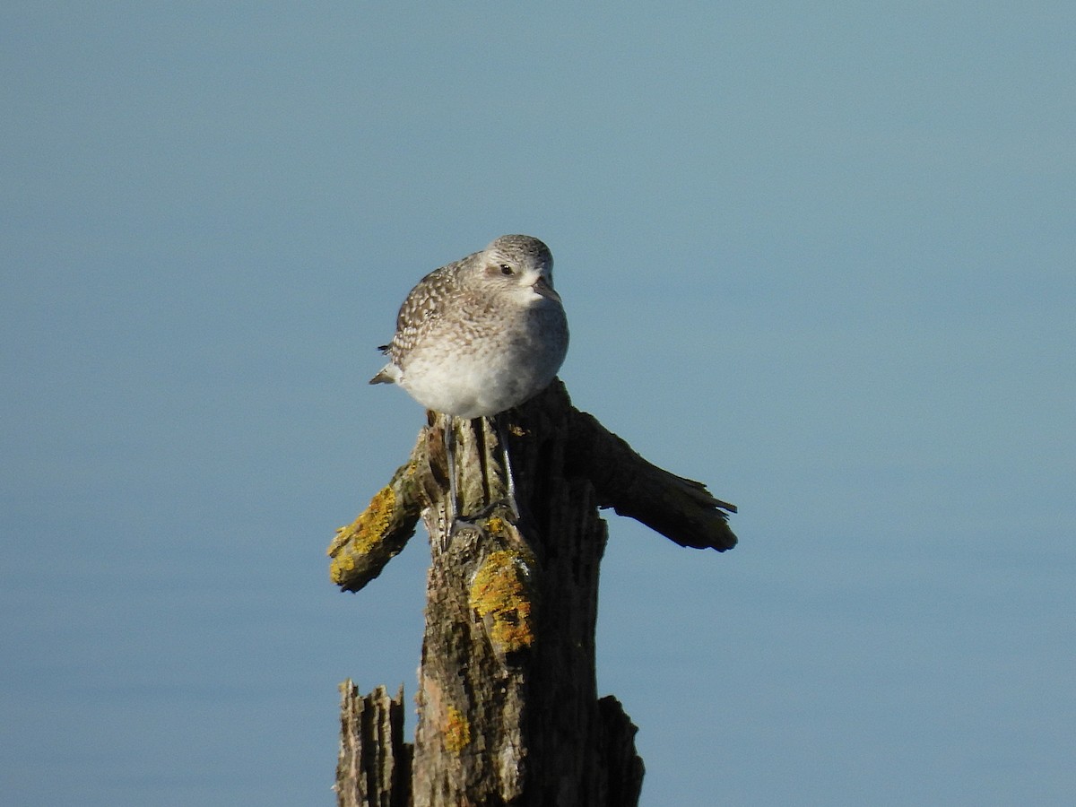 灰斑鴴 - ML646220637