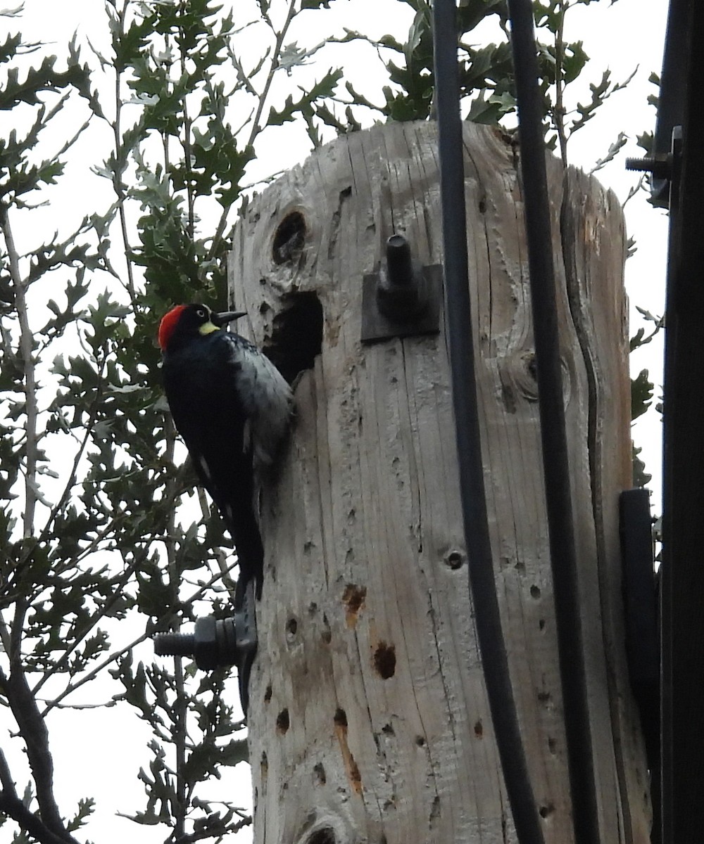 Acorn Woodpecker - ML646220638