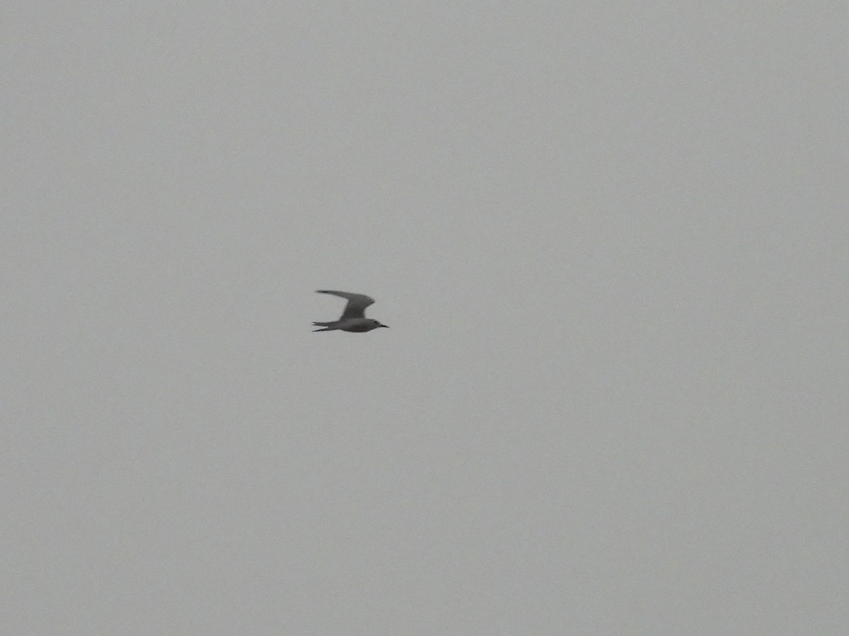 黑腹燕鷗 - ML646220639