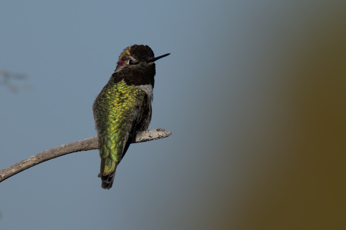 Anna's Hummingbird - ML646220640