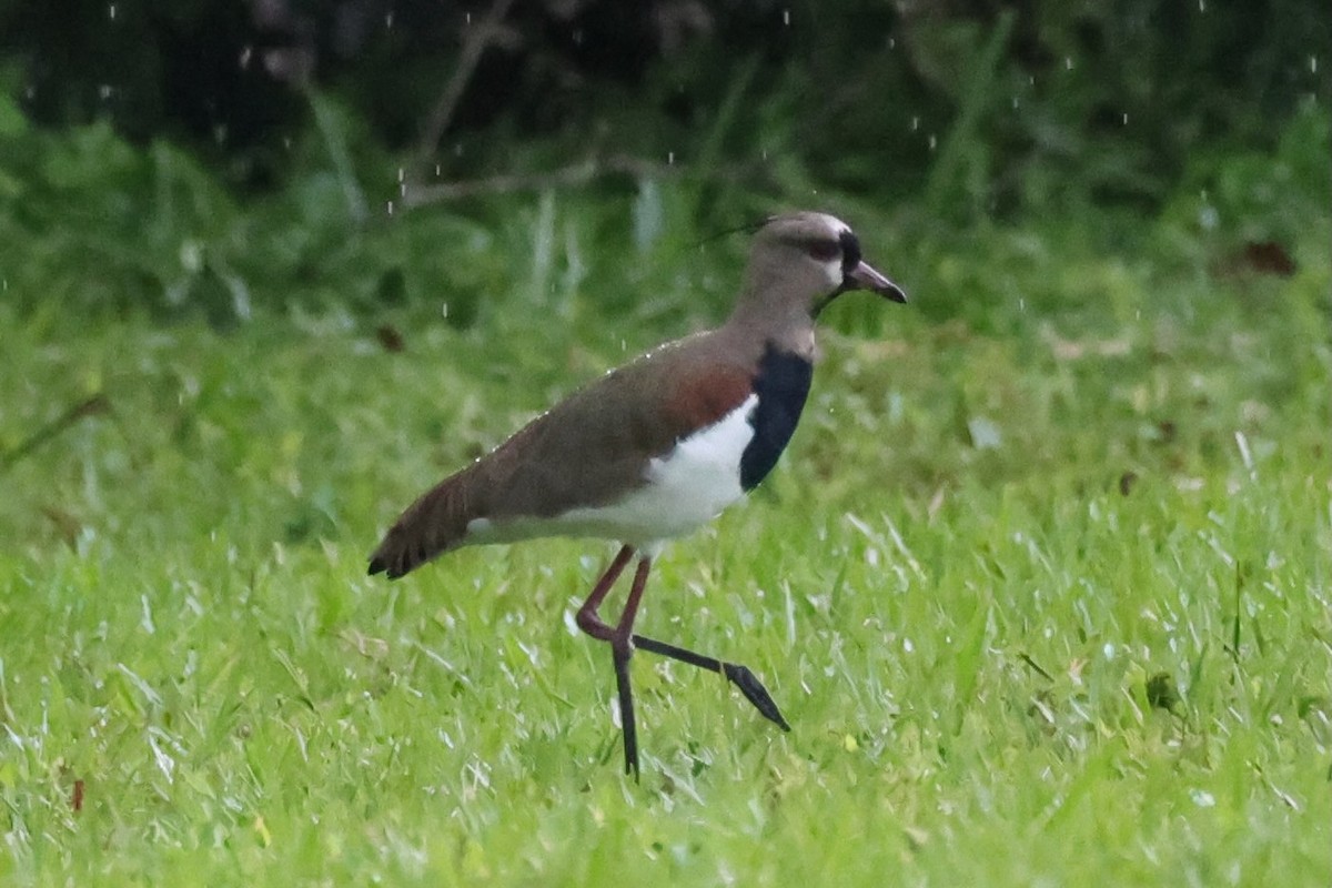 Southern Lapwing - ML646220641