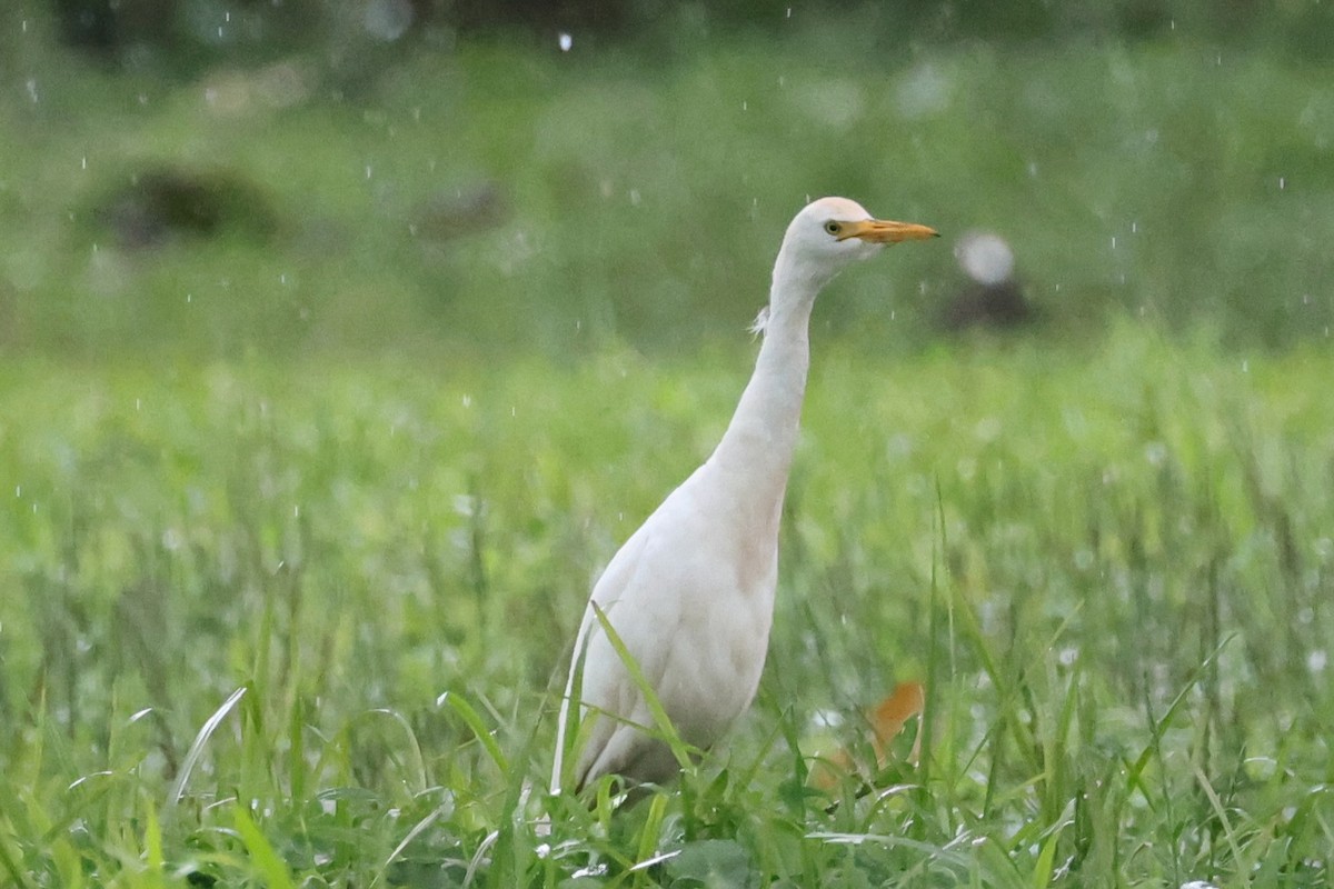 Western Cattle-Egret - ML646220647