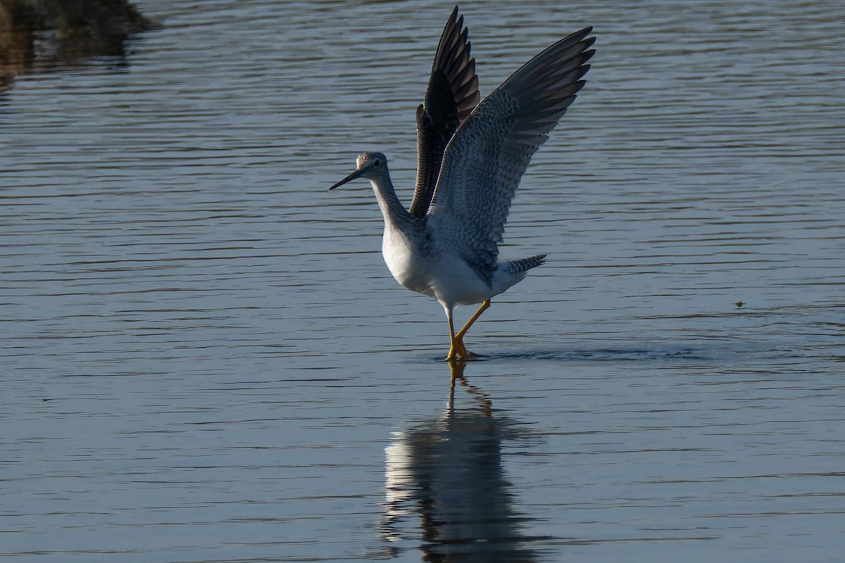 Greater Yellowlegs - ML646220648