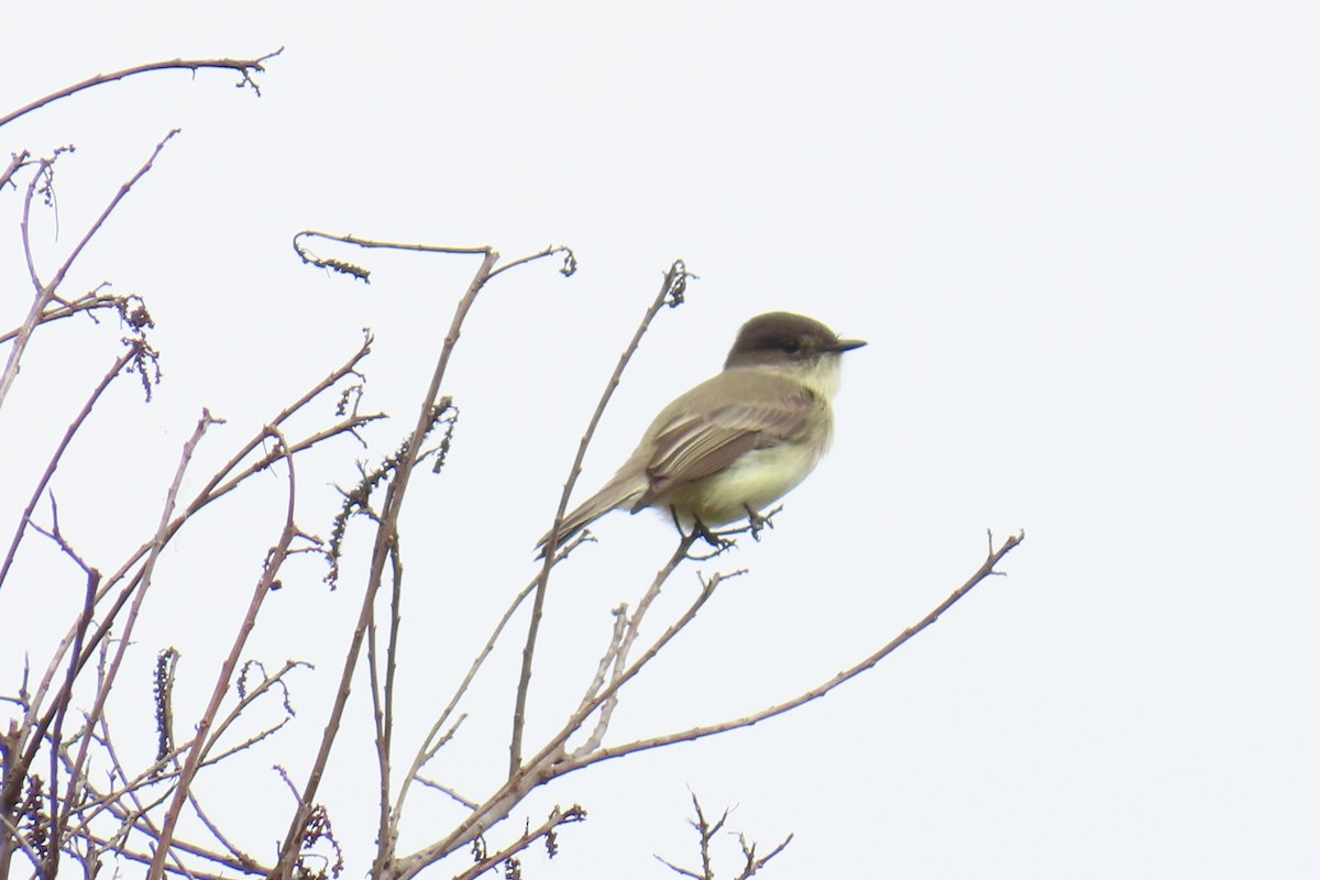 Eastern Phoebe - ML646220651