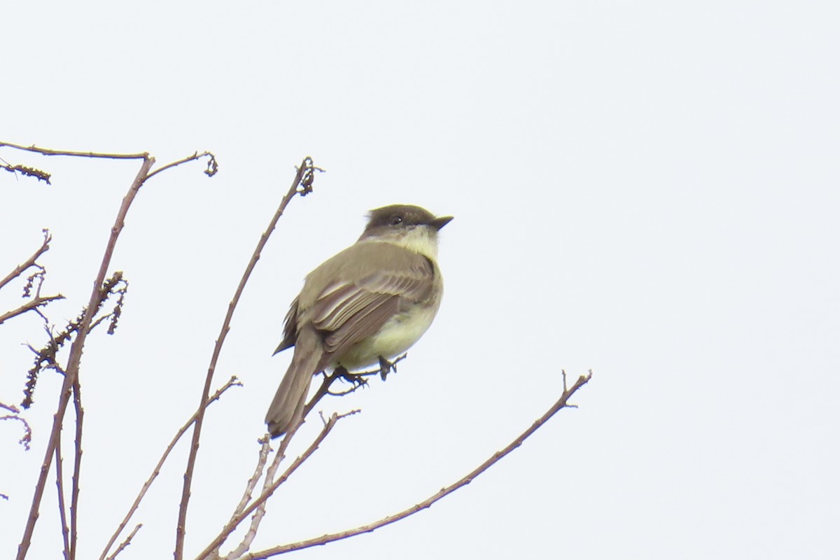 Eastern Phoebe - ML646220652