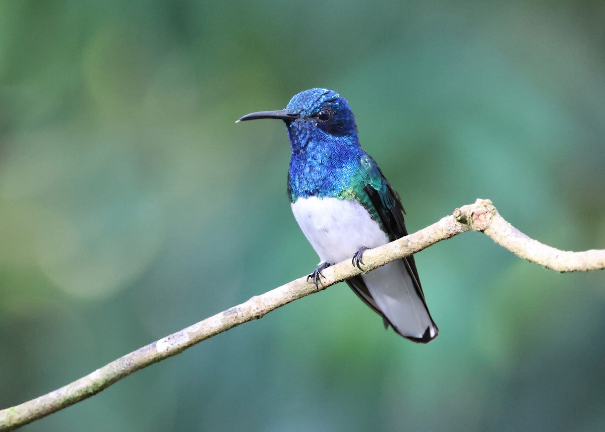 White-necked Jacobin - ML646220656
