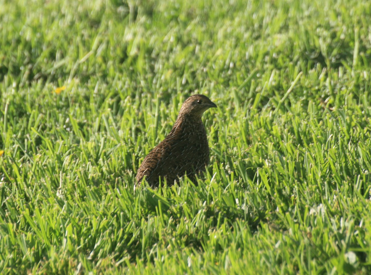 Brown Quail - ML646220663