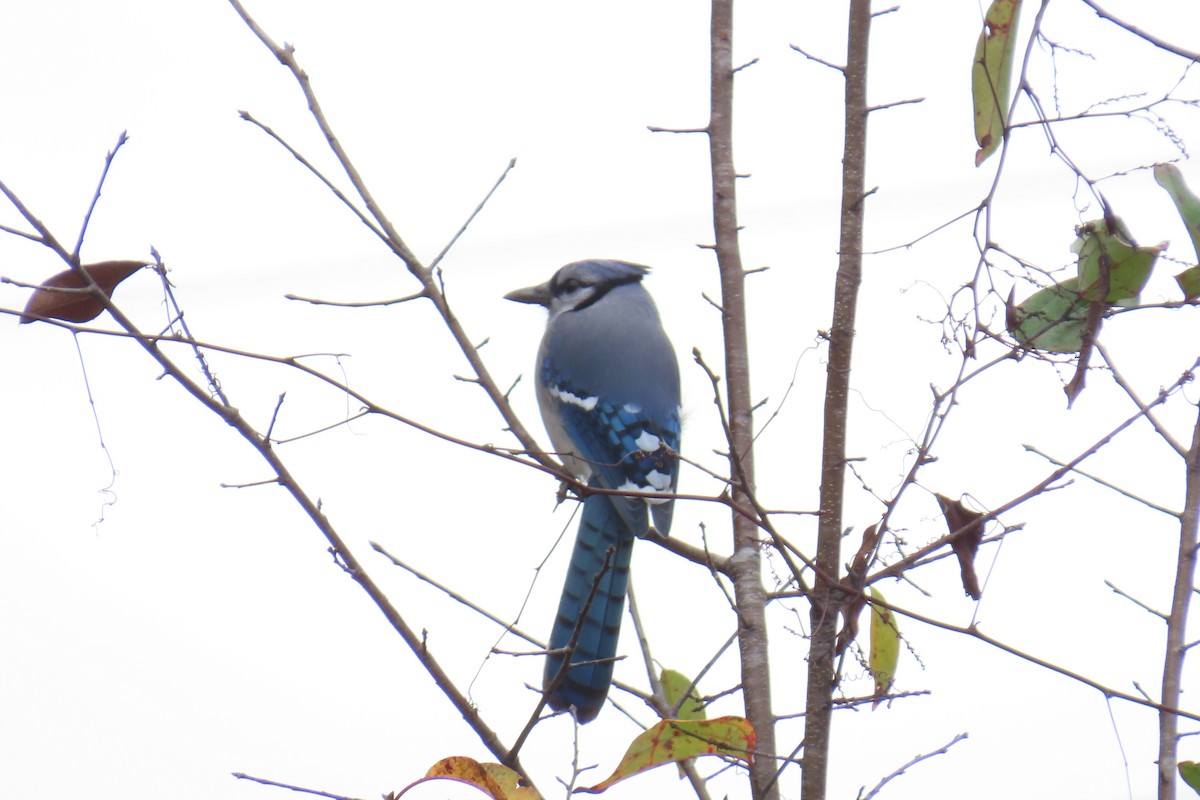 Blue Jay - ML646220664