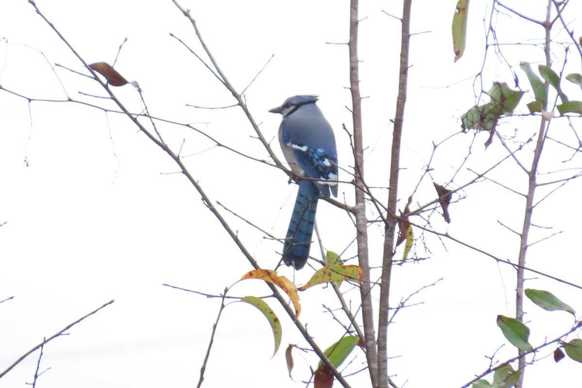 Blue Jay - ML646220665