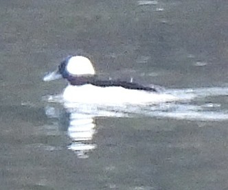 Гоголь-головастик - ML646220666