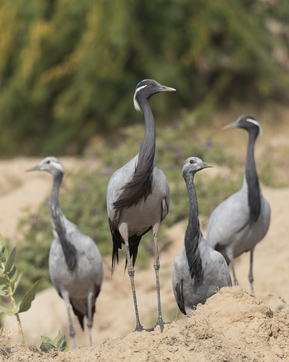 Telli Turna - ML646220669