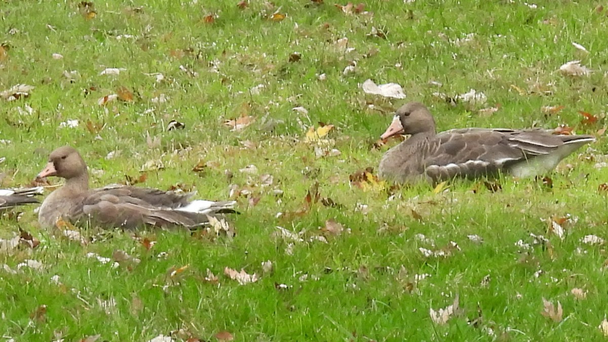 白額雁 - ML646220683