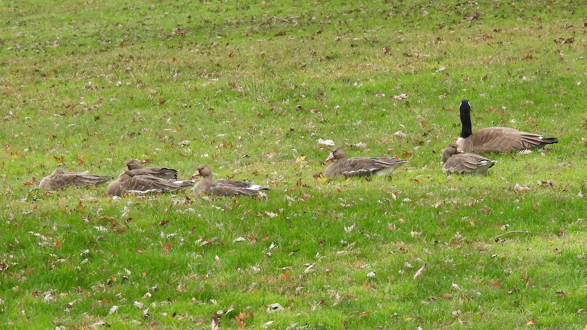 白額雁 - ML646220684