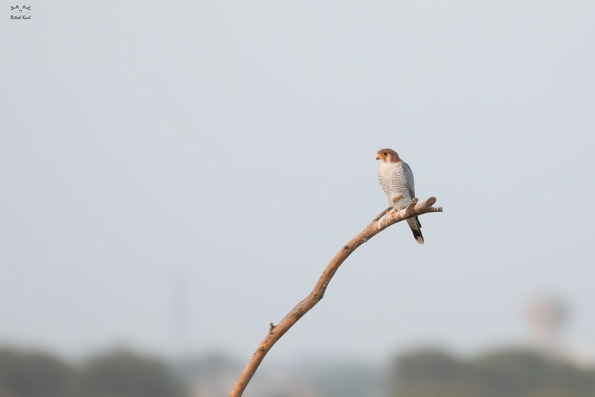 Red-necked Falcon - ML646220687