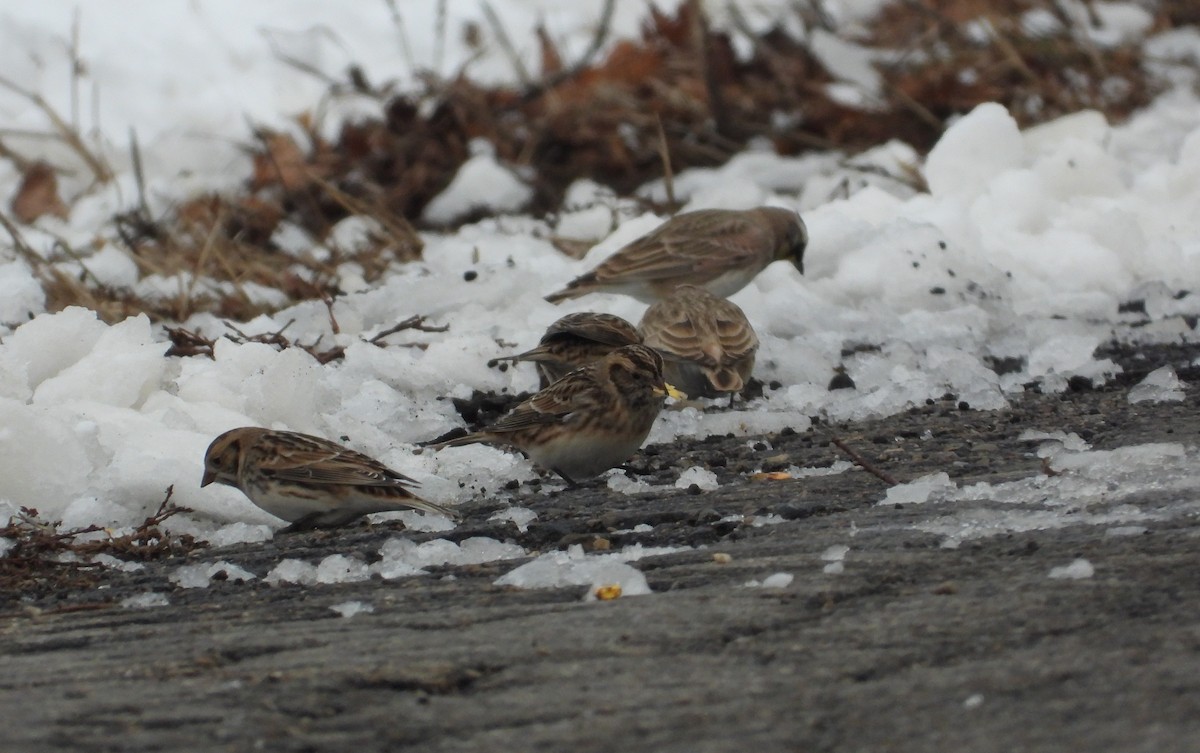 Lapland Longspur - ML646220688