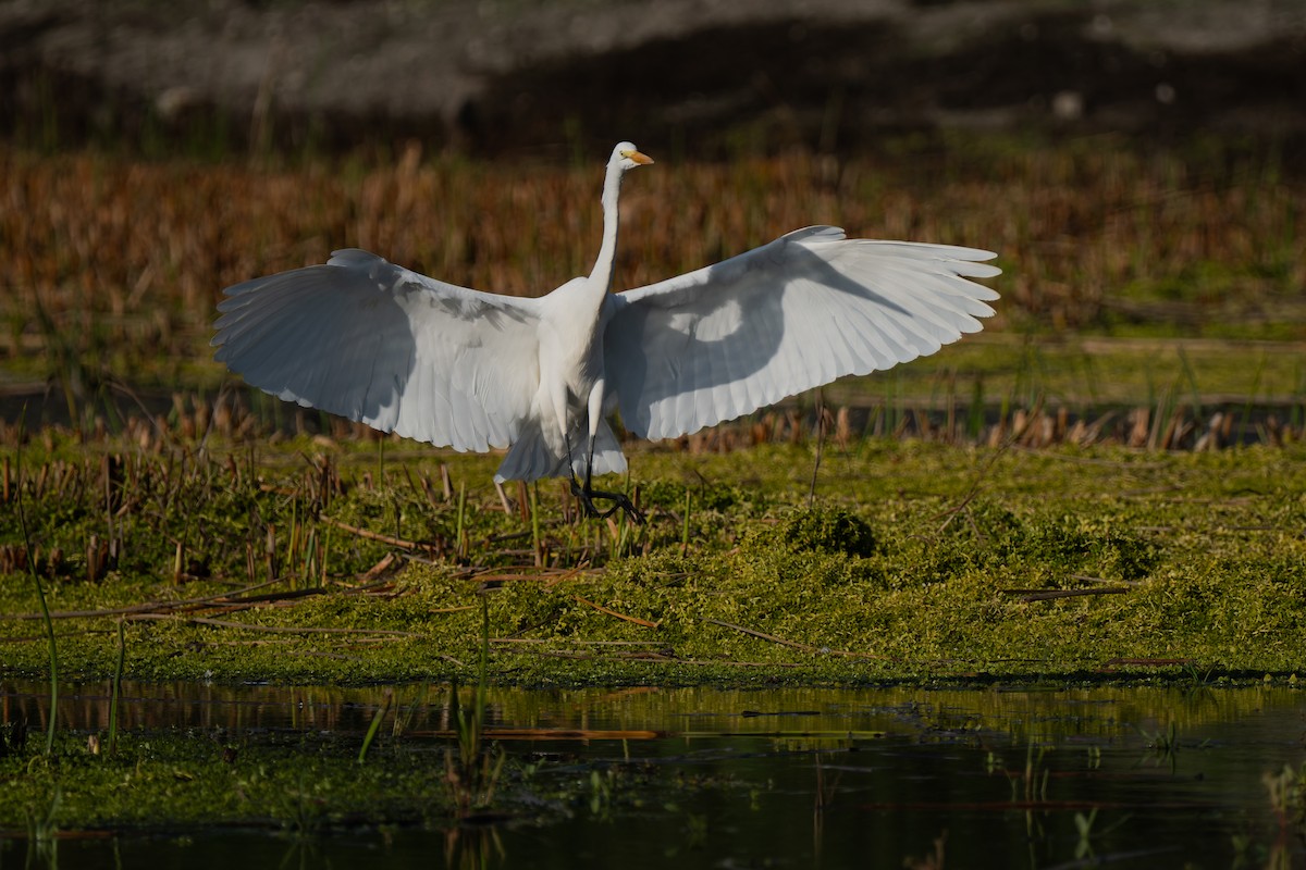 Koartza zuria - ML646220691