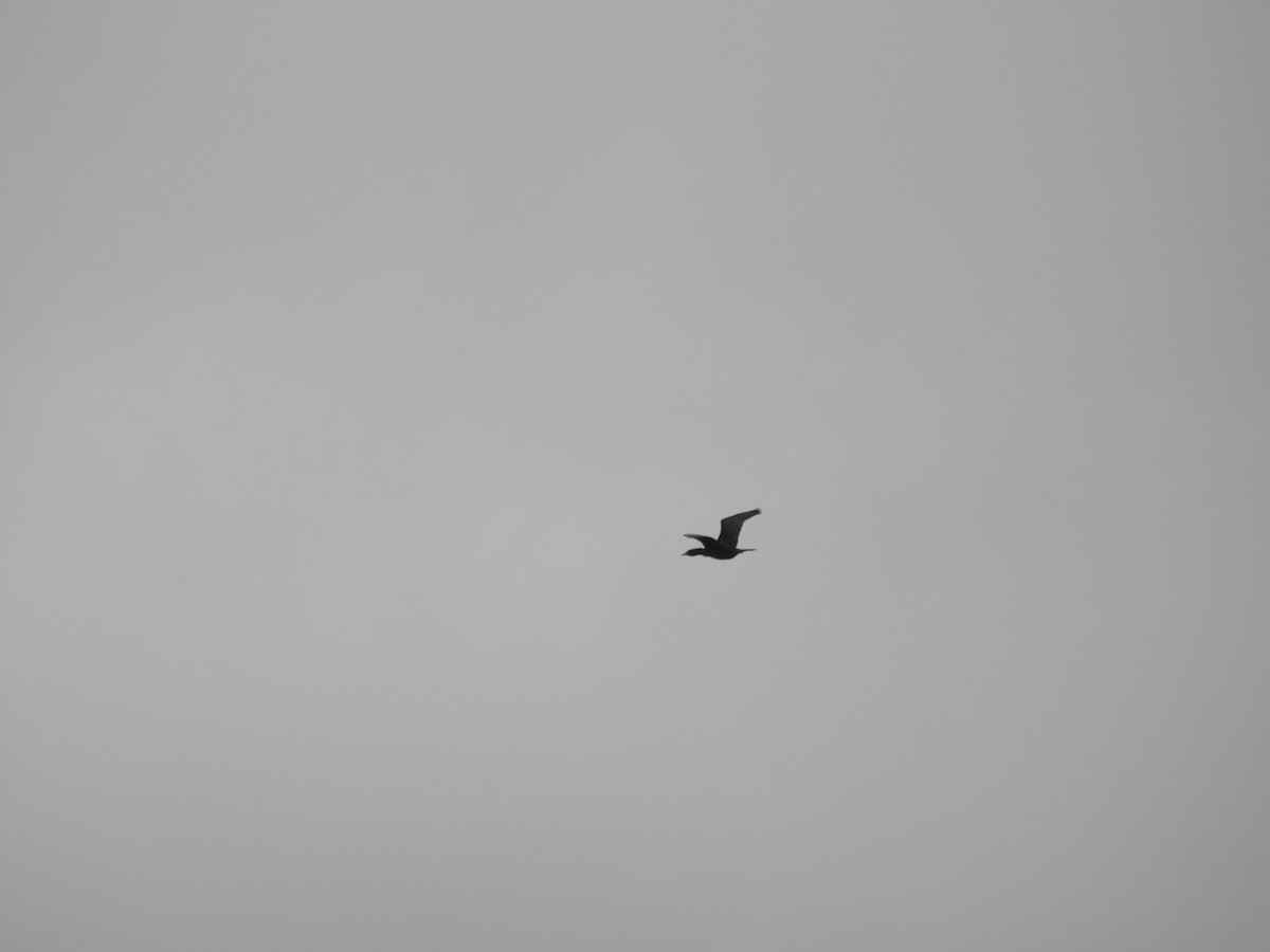 Little Cormorant - ML646220692