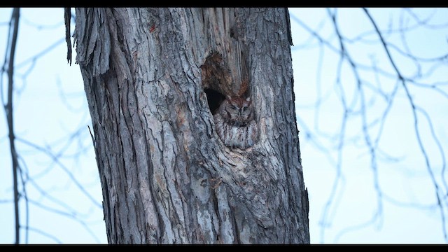 Eastern Screech-Owl - ML646220696