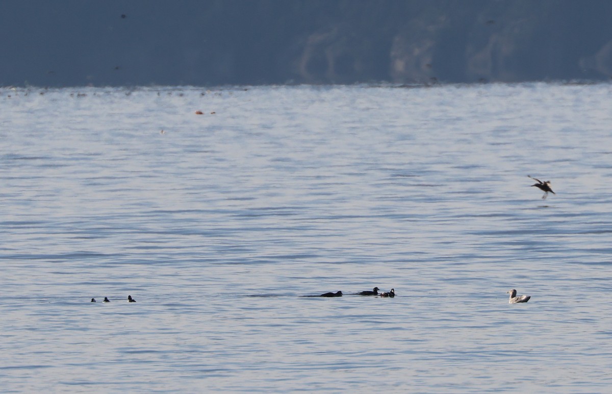 Ahate arlekina - ML646220697