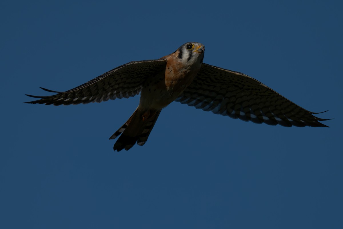 American Kestrel - ML646220698